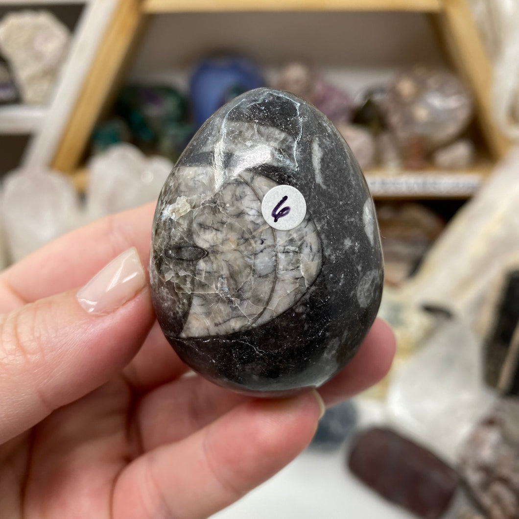 Orthoceras & Goniatite Ammonite Egg #06