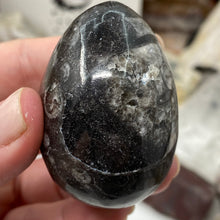 Load image into Gallery viewer, Orthoceras &amp; Goniatite Ammonite Egg #06
