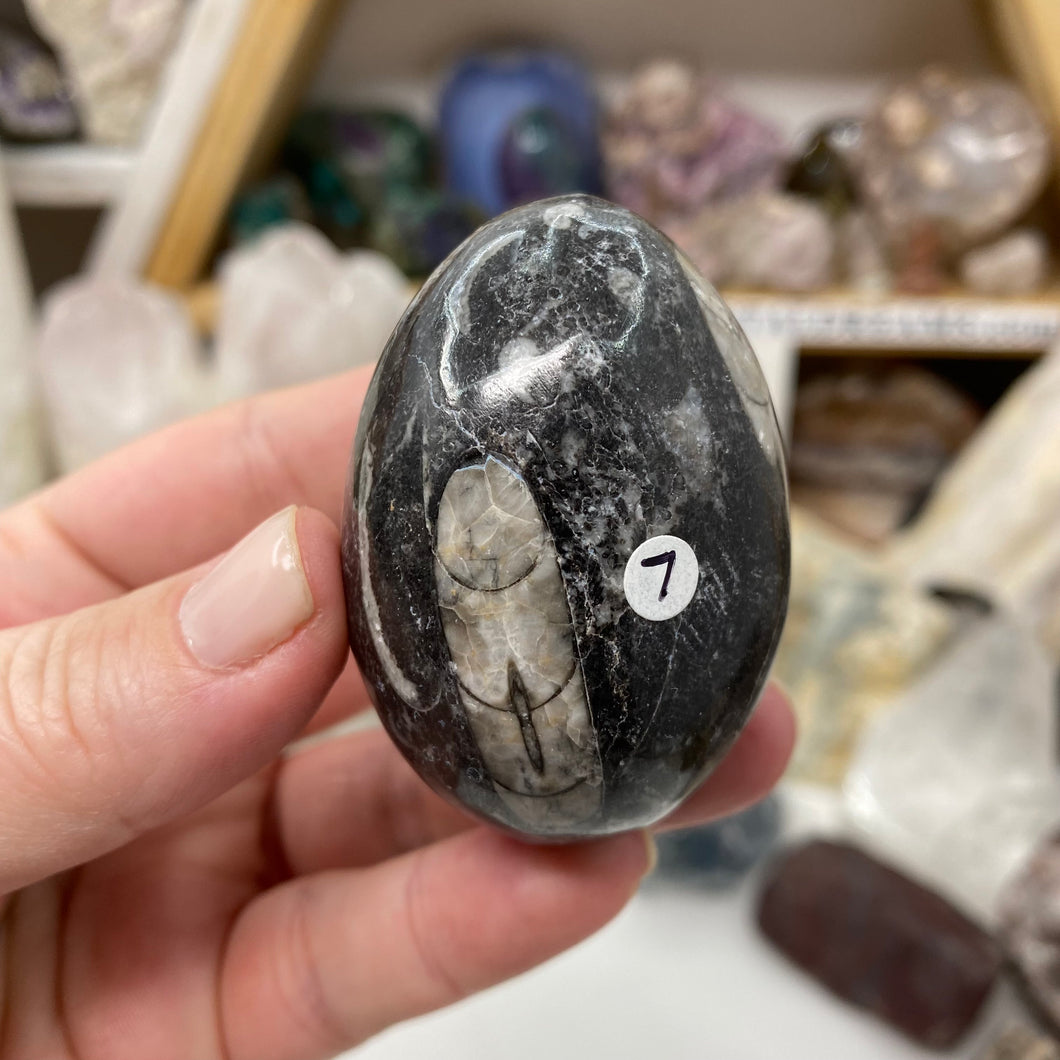 Orthoceras & Goniatite Ammonite Egg #07