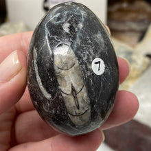 Load image into Gallery viewer, Orthoceras &amp; Goniatite Ammonite Egg #07
