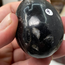 Chargez l&#39;image dans la visionneuse de la galerie, Orthoceras &amp; Goniatite Ammonite Egg #09
