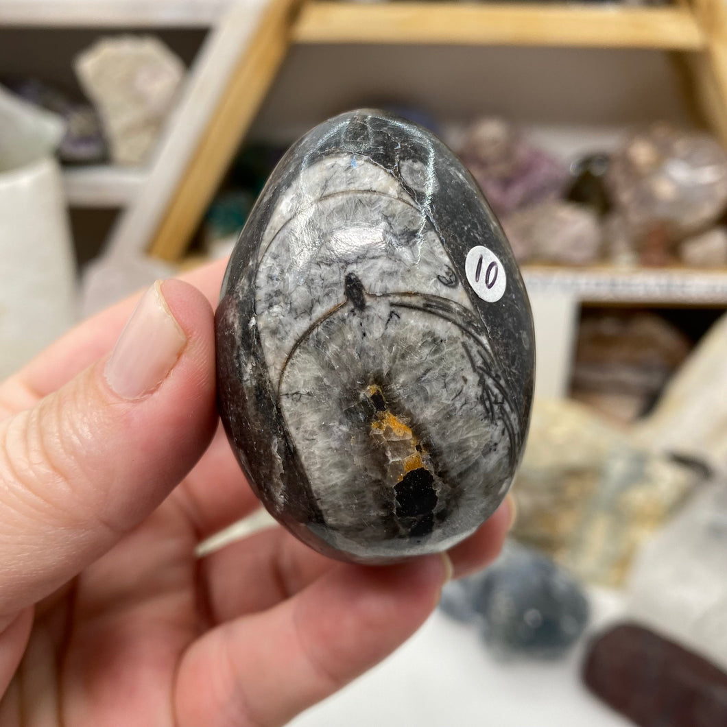 Orthoceras & Goniatite Ammonite Egg #10