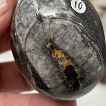 Bild in Galerie-Viewer laden, Orthoceras &amp; Goniatite Ammonite Egg #10
