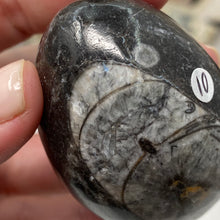 Bild in Galerie-Viewer laden, Orthoceras &amp; Goniatite Ammonite Egg #10
