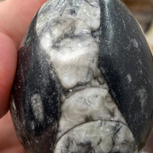 Bild in Galerie-Viewer laden, Orthoceras &amp; Goniatite Ammonite Egg #11

