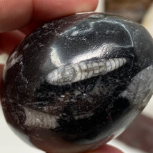 将图像加载到图库查看器中，Orthoceras &amp; Goniatite Ammonite Egg #11
