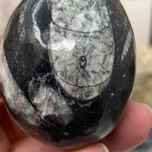 Load image into Gallery viewer, Orthoceras &amp; Goniatite Ammonite Egg #12
