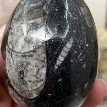 Bild in Galerie-Viewer laden, Orthoceras &amp; Goniatite Ammonite Egg #12
