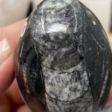 Bild in Galerie-Viewer laden, Orthoceras &amp; Goniatite Ammonite Egg #12
