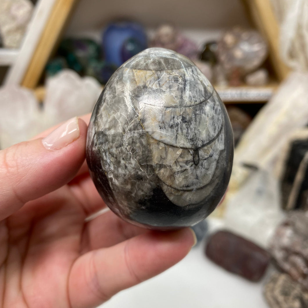 Orthoceras & Goniatite Ammonite Egg #13
