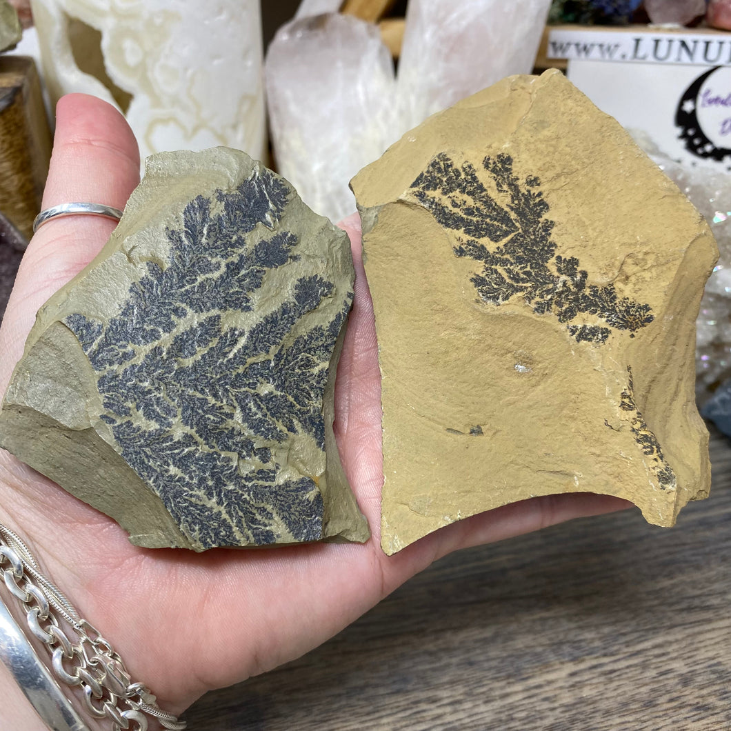 Limestone Dendritic Rough Slabs