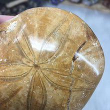 Load image into Gallery viewer, Sand Dollar Fossil #06
